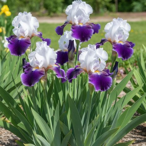 Iris des jardins Snowmound/Godet - 5/20 cm (1/5)
