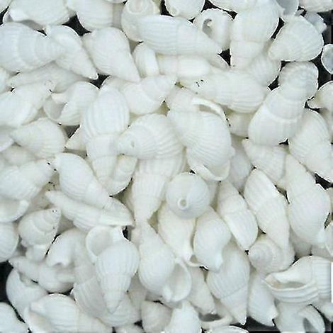 Coquillages de conque naturels, petits (1 cm), lot de 100, pour décoration artisanale, projets de bricolage, cadeaux de Noël, petits présents d'invités. (1/5)