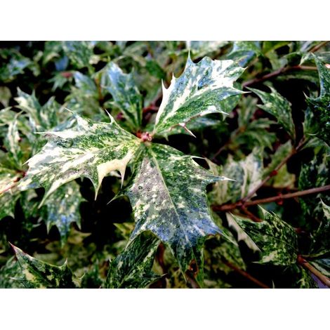Planta. Falso Acebo. Osmanthus Heterophyllus Tricolor. 30 - 40 Cm