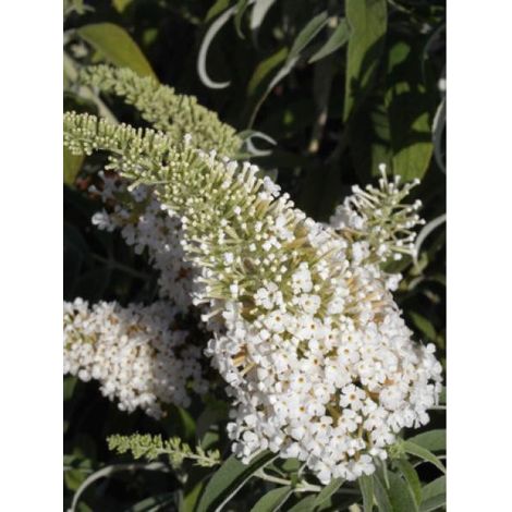 Arbre aux papillons 'White Chip' Pot de 2L/3L