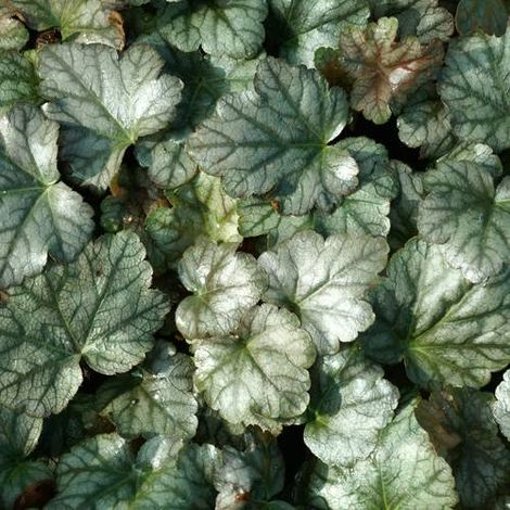 Heucherella Quicksilver | Conditionnement: Lot de 3 godets