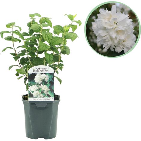 Seringat Philadelphus Snowbelle - Jasmin des Paysans à Fleurs Blanches Parfumées - Pot 17cm H45cm - PANGIVO (1/5)