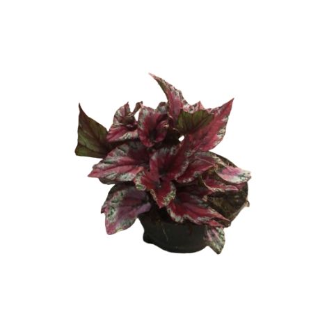 Begonia beleaf