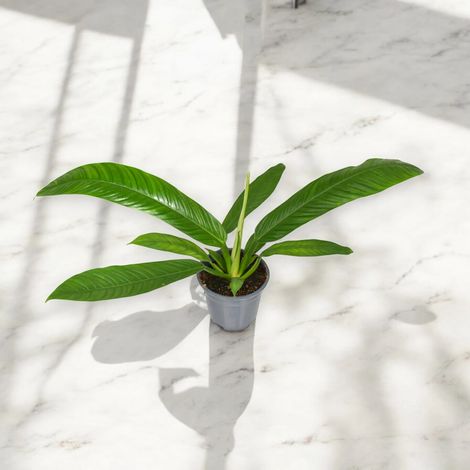 Gardenaria Philodendron 'Campii' - Pianta da interno ornamentale - Altezza: 40 cm (vaso 14) (1/5)