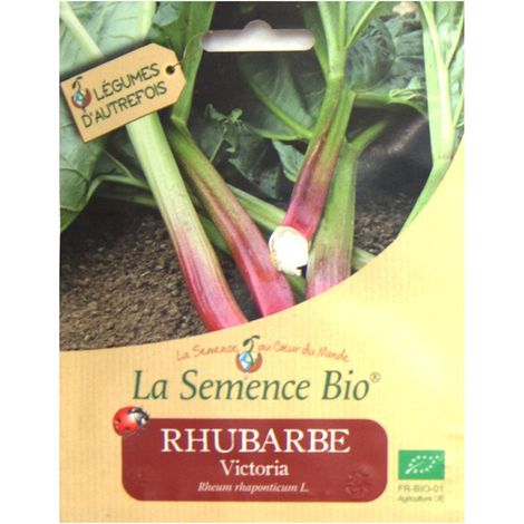 Graines Bio - Rhubarbe Victoria -semence biologique