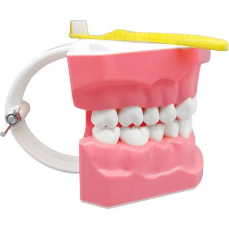 Modelo de Dientes Herramientas educativas para enseñanza bucal (1/5)