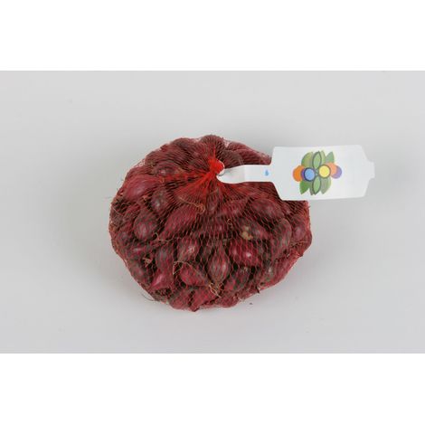 Oignon Rouge - 250 g Vilmorin (1/2)