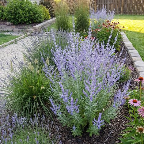 Bloomique - Lot de 3 - Perovskia Blue Spire - Sauge russe géante - Rustique - Vivace - Parfumée - Hauteur 10-20 cm - Pot 9 cm