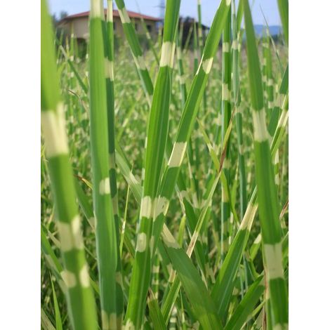 Gardenaria Miscanthus sinensis 'Zebrinus' - Graminacea ornamentale da esterno - Altezza: 120 cm (vaso 24) (1/4)