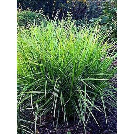Laîche palmée 'Variegata' Godet de 8/9 cm
