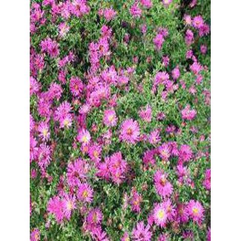 Aster nain 'Jenny' Godet de 8/9 cm