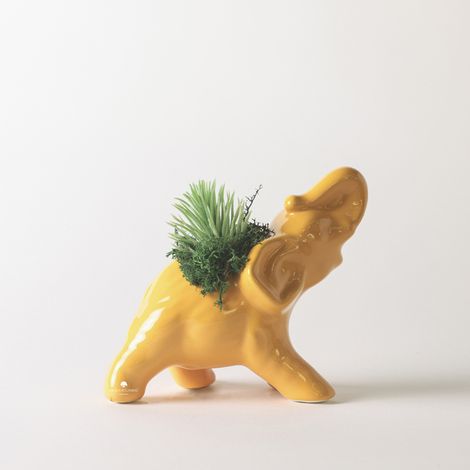 Pianta grassa succulenta in vaso ceramica artigianale Elefante - Arancione