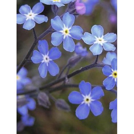 Myosotis sylvatica 'Indigo Blue' le sachet de 700 graines (0,5g) (1/2)