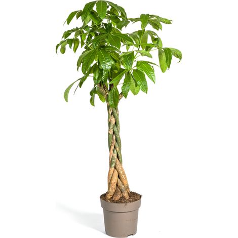 Pachira Aquatica Plante d'Intérieur Tronc Tressé Vert 160-180 cm Ø30cm - PANGIVO