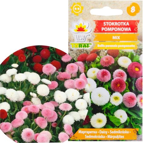 R3907 Pompon-Gänseblümchen-Samenmischung 0,1 g, bunte Blüten (1/4)