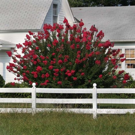 Lagerstroemia indica Dynamite Rossa a Cespuglio in Vaso ø33 cm, Altezza 100/120 cm, Lillà delle Indie (1/5)