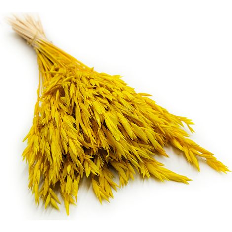 Avena secca - (Avena sativa) - Gialla