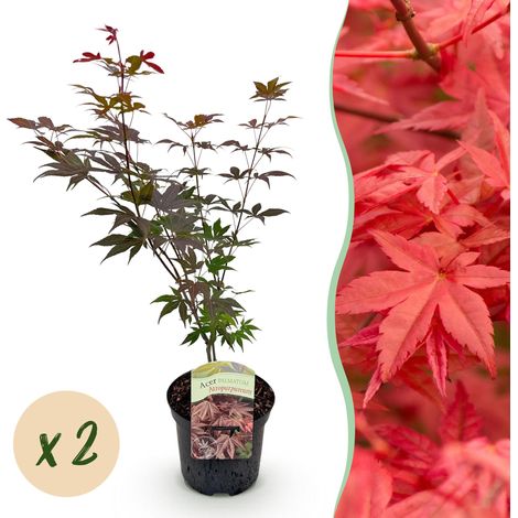 Érable du Japon Acer palmatum Atropurpureum - Lot de 2 Plantes de Terrasse et Jardin - 70 cm - PANGIVO (1/5)