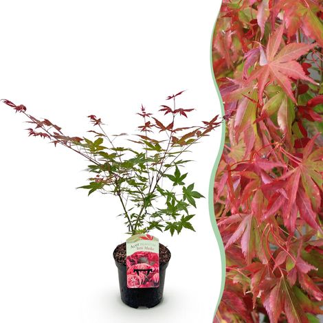 Érable du Japon Acer palmatum Beni Maiko - Plante de Jardin et Terrasse - Rouge - Pot 19cm H70cm - PANGIVO (1/5)