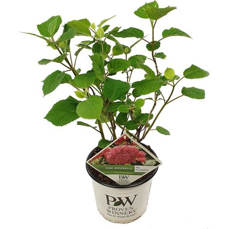 Bloomique - Hydrangea Pink Annabelle - Hortensia - Rose - Plantes de jardin - Résistante au gel - Hauteur 40-50 cm - Pot 19 cm (1/5)