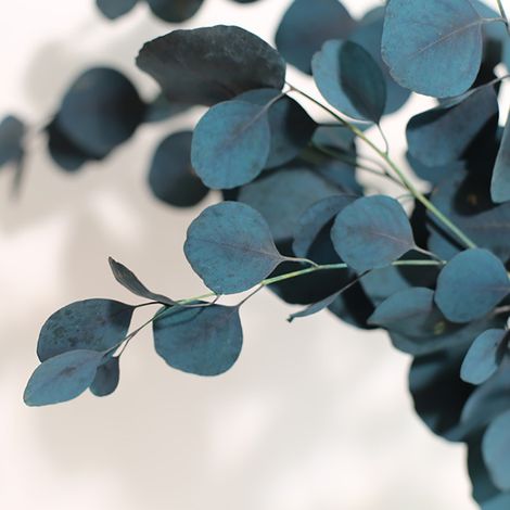 Fleurs séchées d'eucalyptus, durabilité éternelle, bouquet de fleurs séchées, décoration pour la maison et le salon (1/3)
