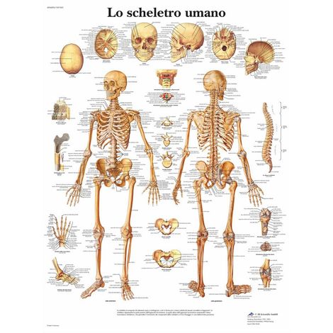 3B Scientific VR4113UU Lo Scheletro Umano