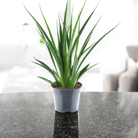 Gardenaria Sansevieria 'Kirkii friends' - Pianta da interno ornamentale - Altezza: 40 cm (vaso 12) (1/5)