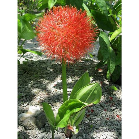 Scadoxus multiflorus Bulbe calibre 14+