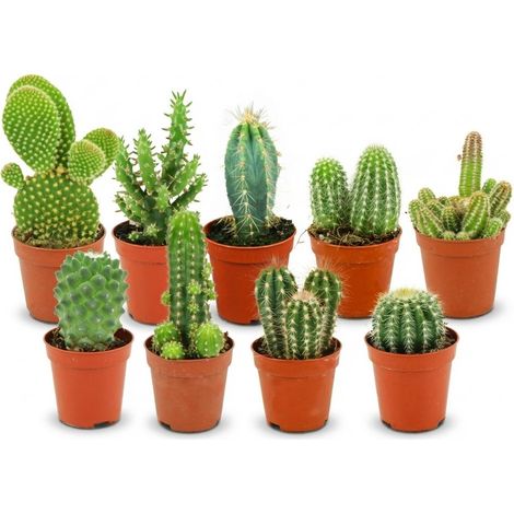 Lot de 9 Mini Cactus Variés Plantes d'Intérieur Faciles d'Entretien Ø 5,5 cm H 5-10 cm - PANGIVO (1/4)