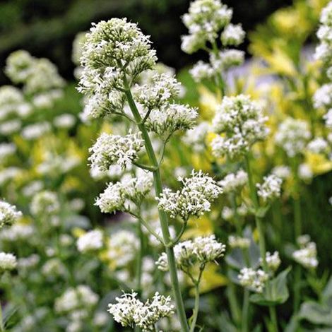 4 x Valériane - Centranthus ruber 'Albus' - godet 9x9 cm