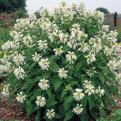 Herbe aux chats - Menthe des chats White Dreams, Nepeta/Godet - 5/20 cm (1/5)