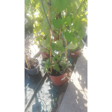 Aristolochia Gigantea v30