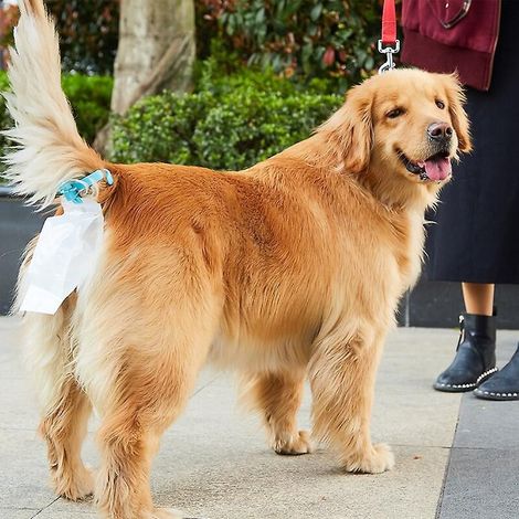 Distributeur de sacs à déjections canines bleu avec 20 sacs (1/3)