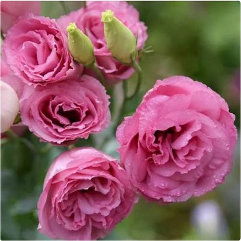 500 graines de lisianthus rose foncé - Floraison originale et colorée, facile à cultiver, idéal pour jardin et pots décoratifs (1/5)