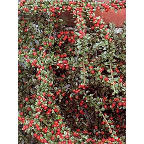 Cotonéaster rampant Godet de 8/9 cm