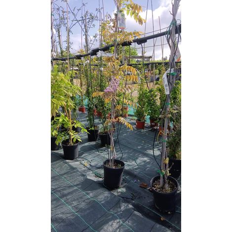 Glicine Wisteria