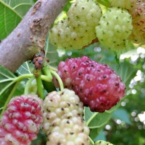 Gelso Sangue e Latte Morus - pianta da frutto frutta Asia Moraceae Foto Reali