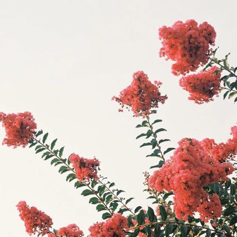 Lilas des Indes Siren Red, Lagerstroemia/Pot de 7,5 Litres - 1/4 tige