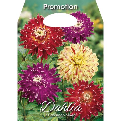 Dahlia Flamenco Mixed (CONFEZIONE DA 3 BULBI)