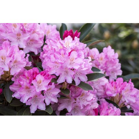 Yaku-Rhododendron 'Pink Cherub' Rhododendron yak.'Pink Cherub' C 5 30- 40 (1/5)