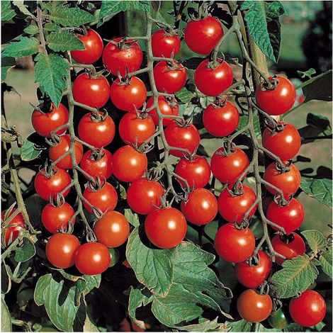 Tomates Cerises Rouges 200 Graines – Idéal Jardin et Balcon – Heirloom Non OGM – Variété Indéterminée (1/5)