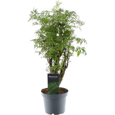 Polyscias Hawaiiana Ming - Plante d'Intérieur Décorative - Aralia de Ming Vert - 45 cm - ø12 cm - PANGIVO (1/4)