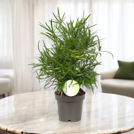 Gardenaria Asparagus falcatus - Pianta da interno ornamentale - Altezza: 35 cm (vaso 12) (1/5)
