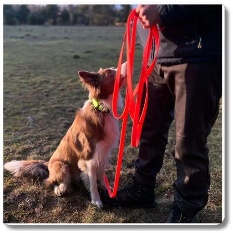 Guinzaglio regolabile impermeabile ROSSO - 7 m, 76 MM per cani 10-25 kg (1/4)