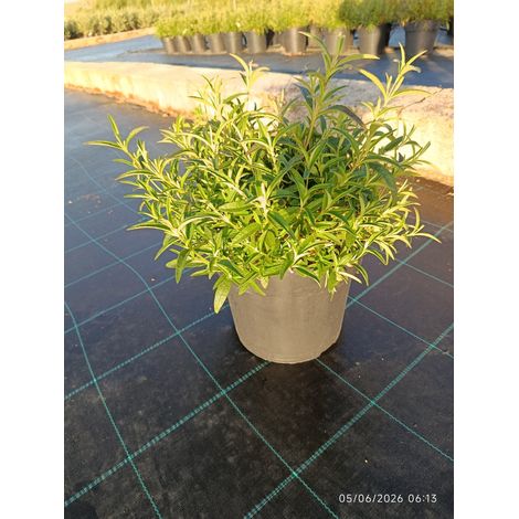 Ciste Cistus Monspeliensis Buisson 24 cm Plante Méditerranéenne à Fleurs