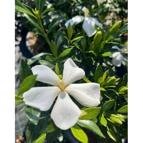 Gardenaria Gardenia jasminoides 'Sweet Heart' - Arbusto ornamentale da giardino - Altezza: 40/50 cm (vaso19) (1/3)
