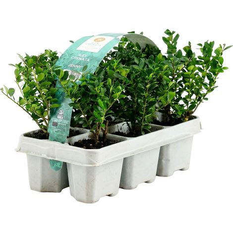 Bloomique - Lot de 1 - Ilex crenata Jenny - Houx japonais - Feuillage Persistant - Rustique - Compact - Hauteur 10-20 cm - Motte 6 cm (1/5)