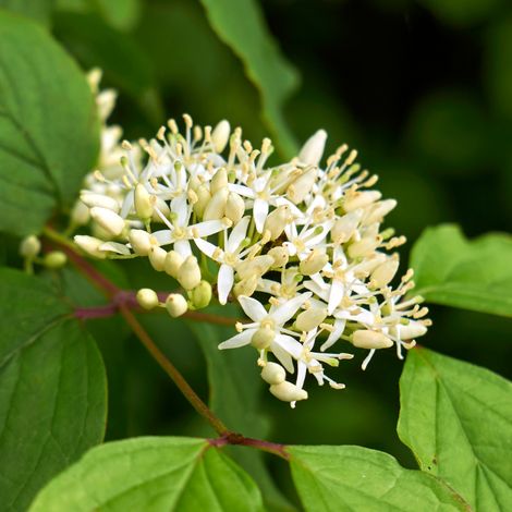 Cornouiller sanguin - Cornus sanguinea 50/60 cm Pot 3L (1/4)