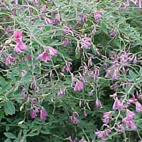 Lespedeza thunbergii - 30-40 cm pot