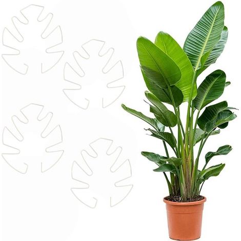 Monstera Pflanzenstützen Pflanzenkäfige Stützrahmen Runde Stützringe Kletterhilfen 4 teiliges Set 14 x 16 cm Robust und langlebig Wiederverwendba (1/5)